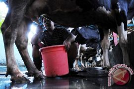 Jaktim buka gerai susu ciptakan 5.277 wirausaha baru