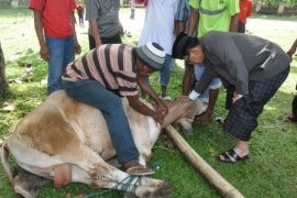 Bupati Melihat Kondisi sapi yang akan dipotong Page 4 Small