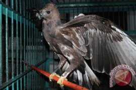 Warga Majalengka serahkan satwa dilindungi ke BBKSDA