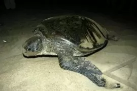 Penangkaran Penyu Hijau Di Sukabumi Jadi Obyek Wisata Penangkaran Penyu Hijau Di Sukabumi Jadi Obyek Wisata
