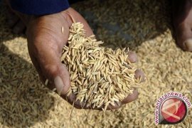 Harga Gabah Di Lampung Naik 11 Persen