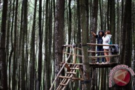 Wisata Hutan Pinus Page 1 Small