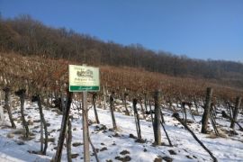 Kebun anggur Lisabon rugi sembilan juta euro akibat gelombang panas