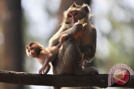 Pemkot Magelang jadikan Gunung Tidar kebun raya