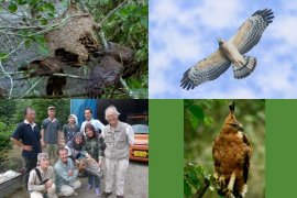 Tsi Bogor Pt Smelting Luncurkan Buku Elang Jawa Antara News