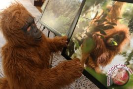 Pemerintah minta pengembang buat jembatan arboreal di Batang Toru