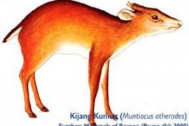 Mengungkap Gonjang Ganjing Keberadaan Kijang Emas Antara News