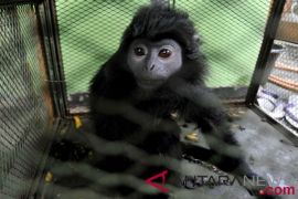 BBKSDA Riau lepasliarkan empat satwa dilindungi