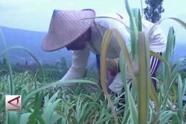 Temanggung kawasan swasembada bawang putih