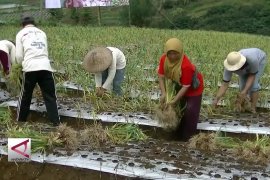 Pemahaman iklim untuk petani bawang putih