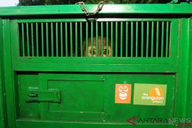 Pelepasliaran Orangutan di Kaltim