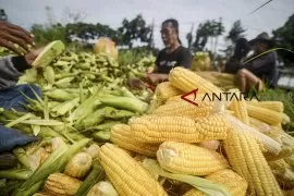 diabetes nasder jagung untuk penderita