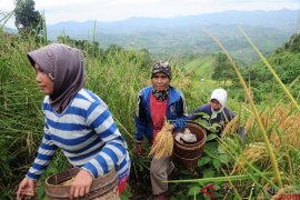 Tradisi Padi Halus, Bercocok Tanam di Ketinggian 800 mdpl (FOTO) Page 2 Small