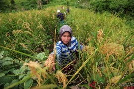 Tradisi Padi Halus, Bercocok Tanam di Ketinggian 800 mdpl (FOTO) Page 3 Small