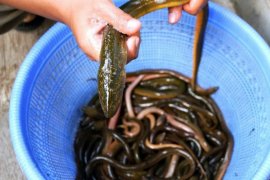 Manfaat dan kandungan gizi daging belut untuk kesehatan tubuh