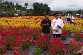 Taman Bunga Jadi Wisata Menarik Di Aceh Jaya Antara News Aceh Taman Bunga Jadi Wisata Menarik Di Aceh Jaya Antara News Aceh