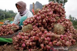 Panen bawang merah Page 1 Small