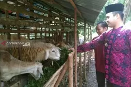 Populasi Ternak Kambing Langkat 290 868 Ekor Antara News