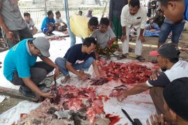 Distan Banten temukan cacing hati di sejumlah daging hewan kurban
