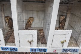 Burung Hantu Penjaga Kebun Kelapa Sawit Page 3 Small