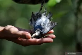 13+ Burung tuwu di alam liar terupdate