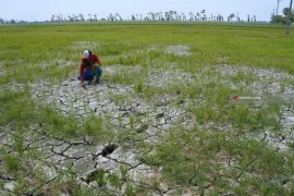 Realisasi asuransi usaha tani di Madiun capai 16.000 hektare