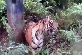 Mau selamat ketika berpapasan dengan harimau sumatera? Begini tips dari BBKSDA Riau