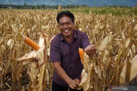 Panen raya Jagung pascabencana di Sigi Page 1 Small