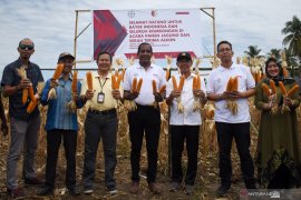 Panen raya Jagung pascabencana di Sigi Page 4 Small