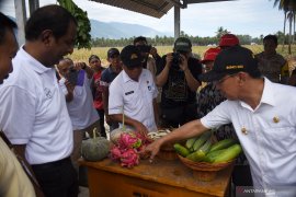 Panen raya Jagung pascabencana di Sigi Page 7 Small