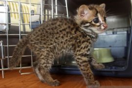 KUCING HUTAN DI JUAL ONLINE Page 1 Small