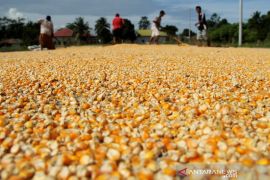 Target produksi jagung nasional 2020 Page 1 Small