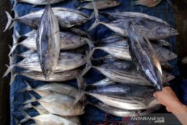 Harga ikan turun di Makassar Page 2 Small