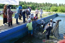 Tiga Kepala Dinas hadiri panen ikan nila kolam terpal milik DKP Sulteng Page 1 Small