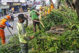 Sudin Kehutanan pangkas 4.868 pohon sebagai antisipasi musim hujan