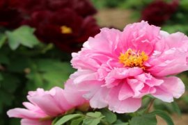 Heze promosikan bunga peony sebagai industri dan seni, imbau peserta untuk ikuti serangkaian kompetisi