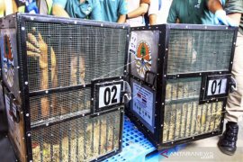 Repatriasi Orangutan dari Thailand Page 1 Small