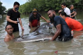 HIU PAUS TUTUL TERDAMPAR DI SUNGAI WANGGU Page 2 Small