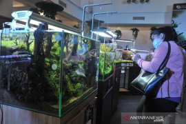 Festival Aquascape dan ikan hias  Page 3 Small