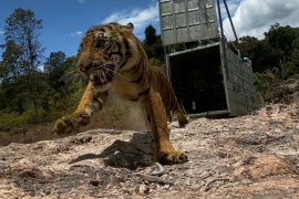 Seekor harimau sumatera dilepasliarkan ke Taman Nasional Gunung Leuser