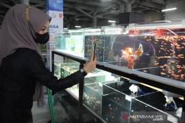 Sentra ikan hias resmi dibuka di Pasar Ikan Modern Palembang Page 3 Small