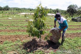 Gerakan Menanam Buah di Dumai Page 2 Small