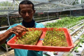 Menyiapkan Bibit Sayur Hidroponik Page 1 Small