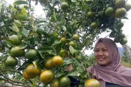 Agrowisata Petik Jeruk Sumbar Page 2 Small