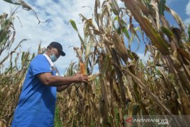 Target Pengolahan Lahan Baru Jagung Page 1 Small