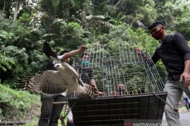 BKSDA Agam Lepaslkan Elang Brontok Dan kukang Page 1 Small