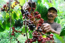 Panen Kopi Gunung Kawi Page 1 Small