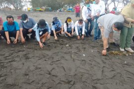 79 tukik lekang dilepasliarkan di Pantai Bugel Kulon Progo