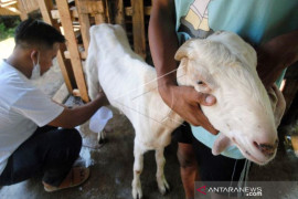 Permintaan Susu Kambing Etawa Meningkat Page 1 Small