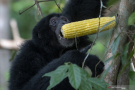 Pelepasliaran Siamang Di Kawasan Suaka Margasatwa Dangku Page 4 Small